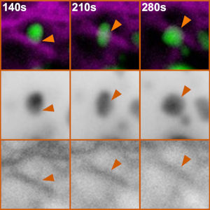 Keratin filaments and soluble vimentin interact with isoform specificity to organize cell signaling