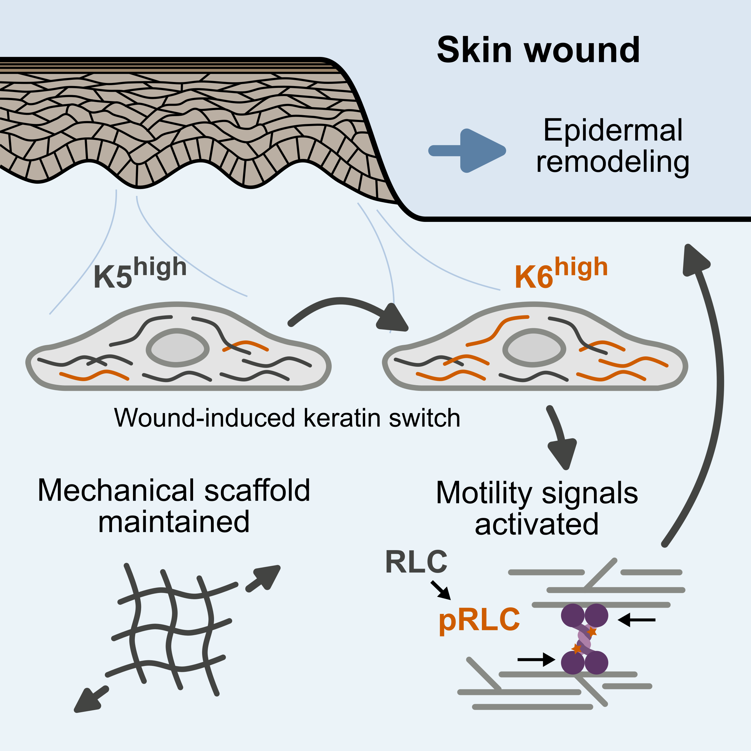 Shifts in keratin isoform expression activate motility signals during wound healing